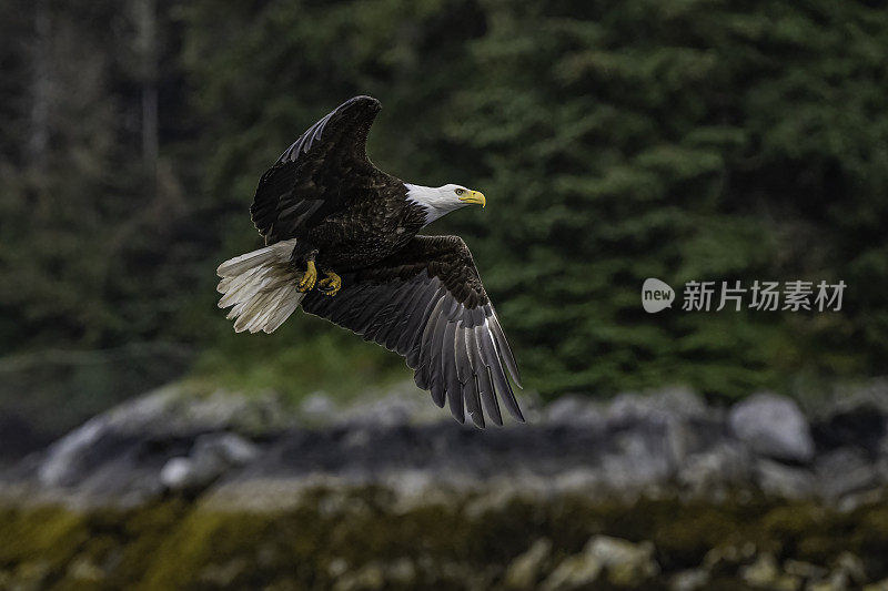 白头鹰(Haliaeetus leucocephalus)是一种发现于北美的猛禽。位于查塔姆海峡巴拉诺夫岛卡斯尼库湾的隐藏瀑布。阿拉斯加。